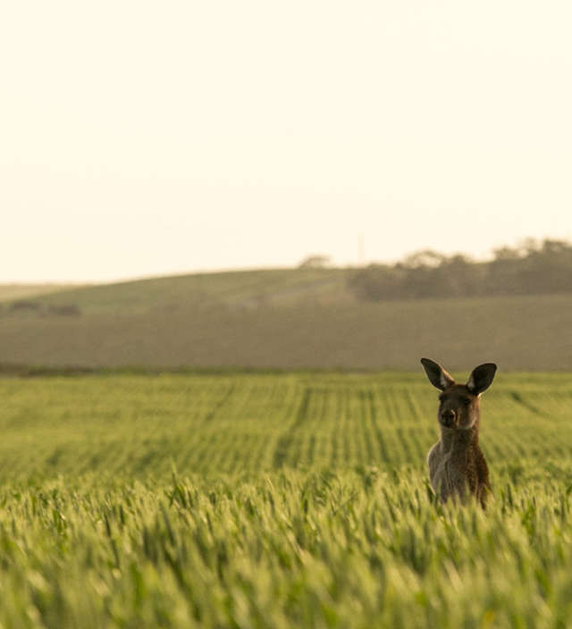 Pourquoi visiter l’Australie du Sud ?