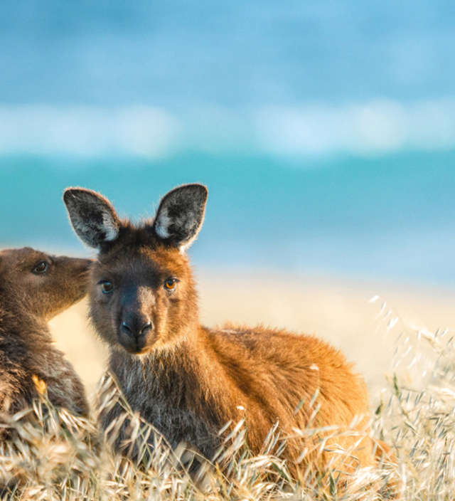 Kangaroo Island