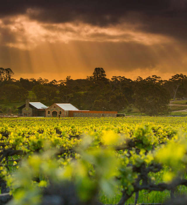 Top 5 des choses à faire dans la Barossa Valley