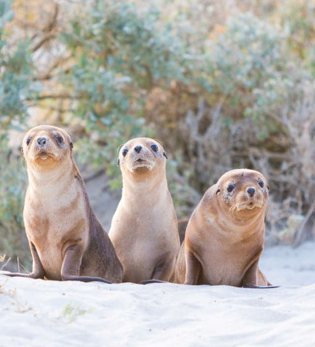 3 jours sur Kangaroo Island