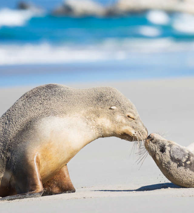 6 expériences à vivre sur Kangaroo Island